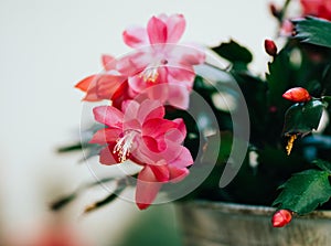 Blossom of Zygocactus truncatus flower