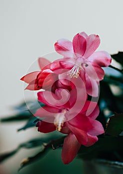 Blossom of Zygocactus truncatus flower