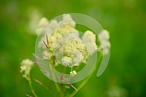 Blossome herbs on a green background, close-up