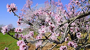 Blossomed almond tree swaying in the wind
