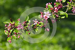 Blossomed apple tree