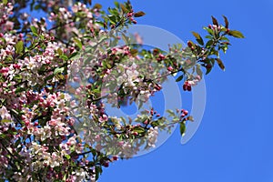 Blossomed apple tree