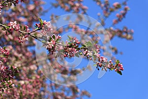 Blossomed apple tree