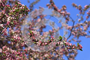 Blossomed apple tree