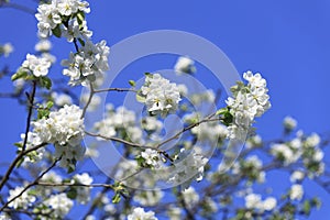 Blossomed apple tree