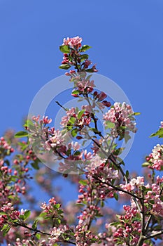 Blossomed apple tree