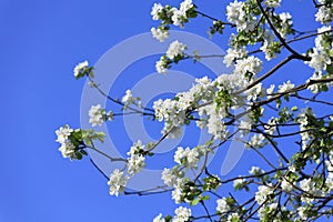 Blossomed apple tree