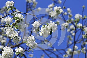 Blossomed apple tree