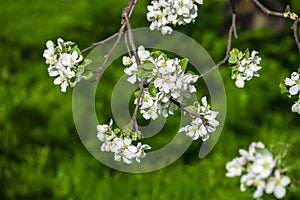 Blossomed apple tree