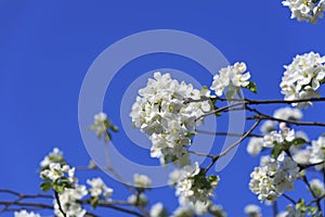 Blossomed apple tree