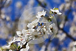 Blossomed apple tree in spring