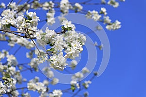 Blossomed apple tree