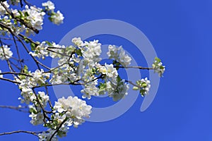 Blossomed apple tree