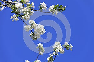 Blossomed apple tree