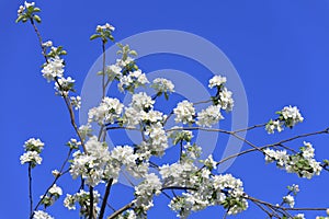 Blossomed apple tree