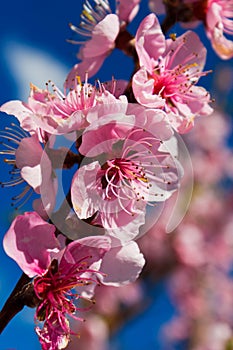 Blossomed apricot tree in spring