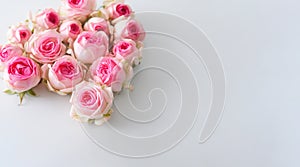 blossomed buds of pink shrub roses lie on a gray background