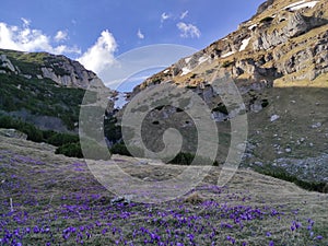 Blossomed crocuses on alpine valley in Romania