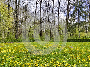 Blossomed dandelions near forest in spring