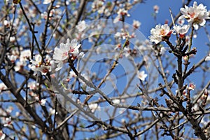 Blossomed domesticated Prunus dulcis, commonly known as sweet almond tree