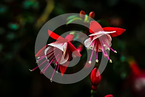 Blossomed Fuchsia Buds