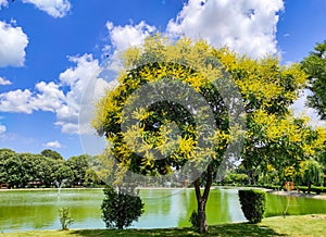 Blossomed goldenrain tree on the shore of a lake