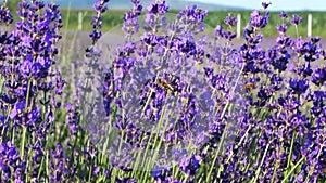 Blossomed lavender flowers in the wind