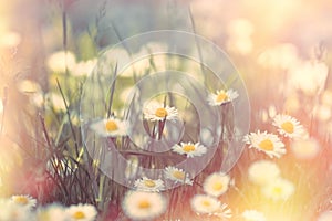 Blossomed meadow - flowering daisy flower in spring