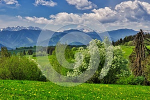 Rozkvitnuté lúky a čerešňa s Nízkymi Tatrami na obzore