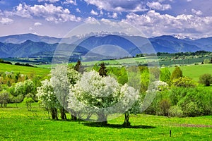 Blossomed meadows and Bird cherry tree with Low Tatras mountains on horizon