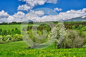 Blossomed meadows and Bird cherry tree under West Tatra mountains