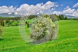 Blossomed meadows and Bird cherry tree under West Tatra mountains