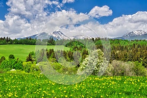 Blossomed meadows under West Tatra mountains