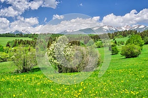 Blossomed meadows under West Tatra mountains