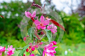 Blossomed pink flowers on apple branch, blurred background. Spring flowering. Macro photo