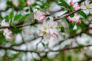 Blossomed pinkish-white flowers on apple branch, blurred background. Spring flowering. Macro photo