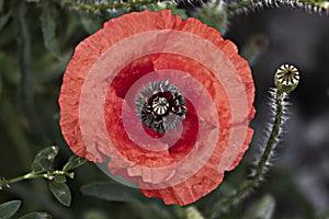 Blossomed poppy flower