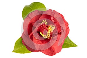 Blossomed Red camellia flower with leaves, yellow stamen and pistils isolated on white background