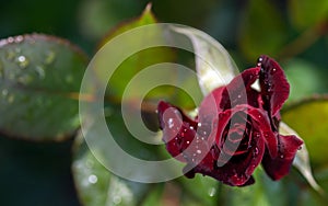 A blossomed rosebud of Black Magic variety with the drops after the rain on a blurry natural background.