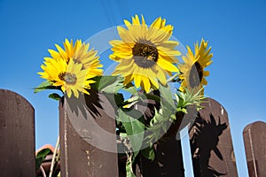 Blossomed sunflower with bees