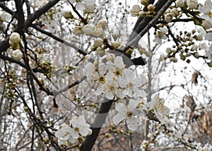 Blossomed tree branch