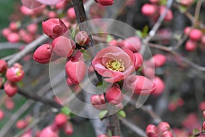 Blossomed tree branch