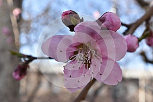 Blossomed tree branch