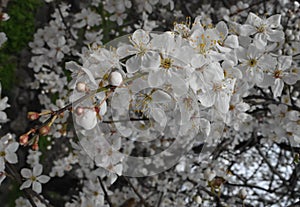 Blossomed tree branch photo