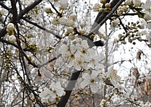 Blossomed tree branch photo