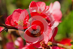 Blossomed tree - Chaenomeles japonica