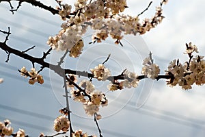 Blossomed tree in city