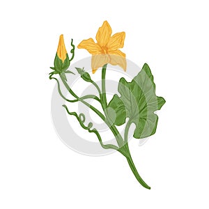 Blossomed and unblown flower buds on cucumber or pumpkin plant with stem and leaves. Detailed vintage-styled botanical
