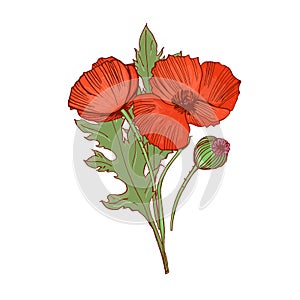 Blossomed and unblown poppy buds. Red flowers with leaves and stems drawn in retro style. Blooming remembrance papaver