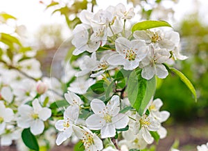 Blossomed white flowers on apple branch, blurred background. Spring flowering. Macro photo